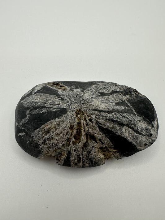 Chrysanthemum stone