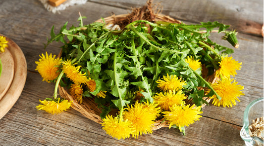 Dandelion Leaf